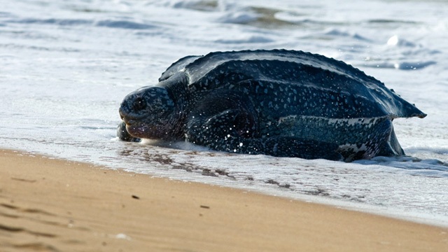 Il popolo degli oceani