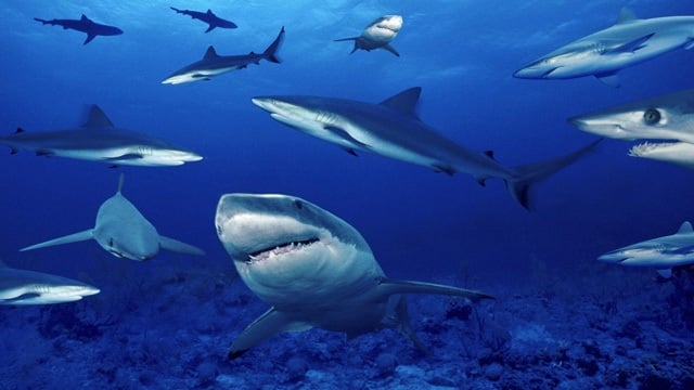 Gli squali più pericolosi del mondo