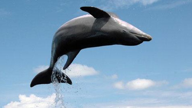 Dolphin Days
