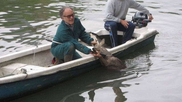 Emergenza animali selvatici
