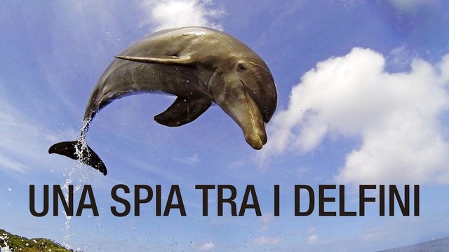 Una spia tra i delfini
