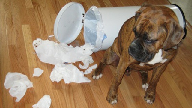 Bad Dog