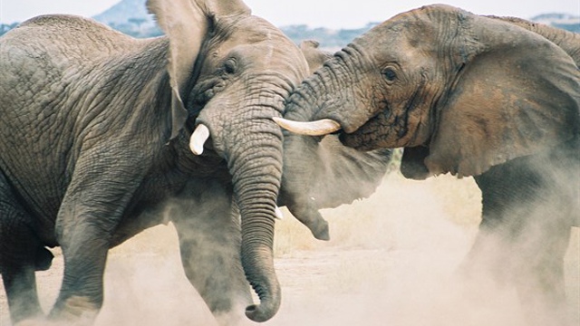 Animal Fight Club
