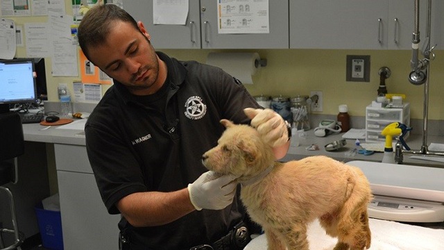 Animal Cops Houston