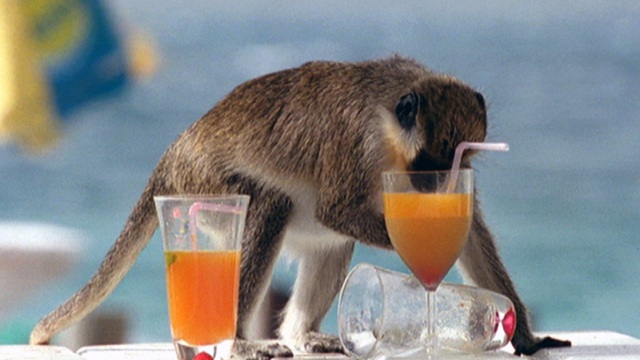 Wild Tabù
