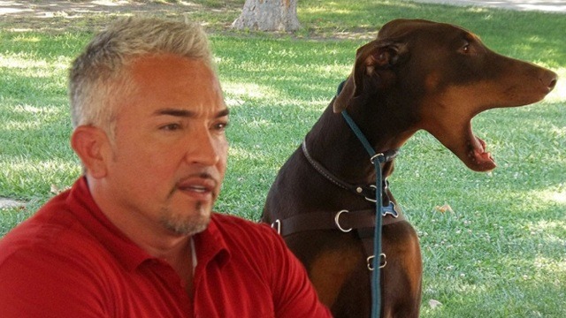 Cesar Millan: famiglie da salvare