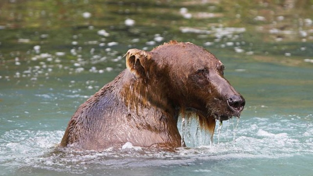 Wild Alaska