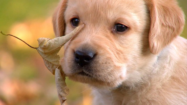 Tutto cuccioli