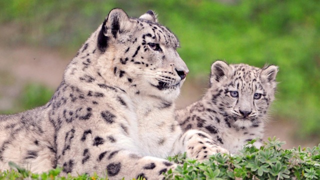 Il ritorno del leopardo nuvola