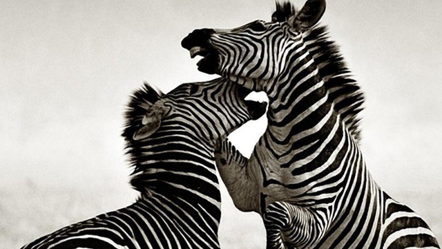 Animal Fight Club: Africa