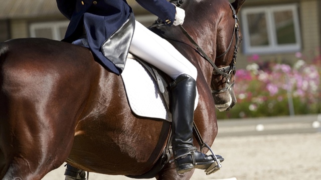 Equitazione: Horse Excellence
