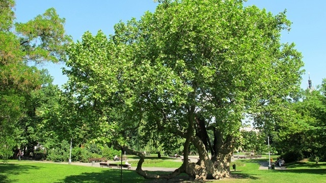 Tree stories