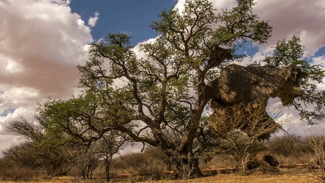 Gli alberi della vita