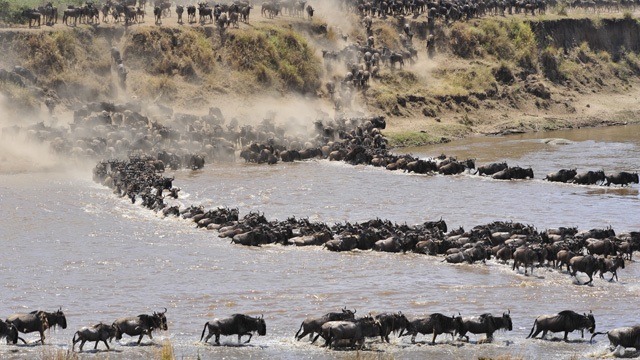 Great Migrations