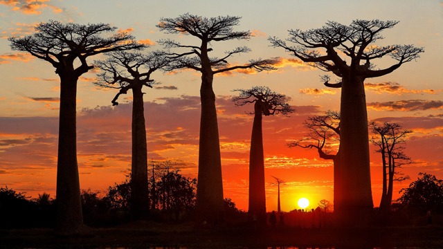 Madagascar: l'isola rossa