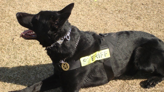 CSI Animali