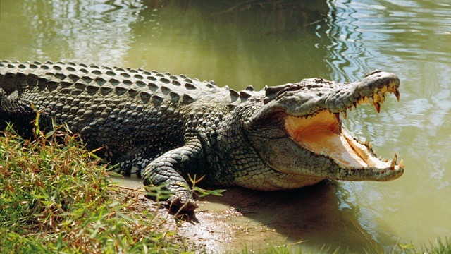 Nella tana del coccodrillo