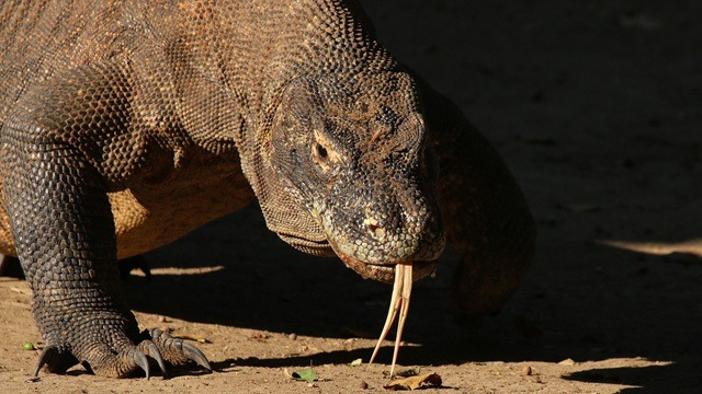 L'attacco del drago di Komodo