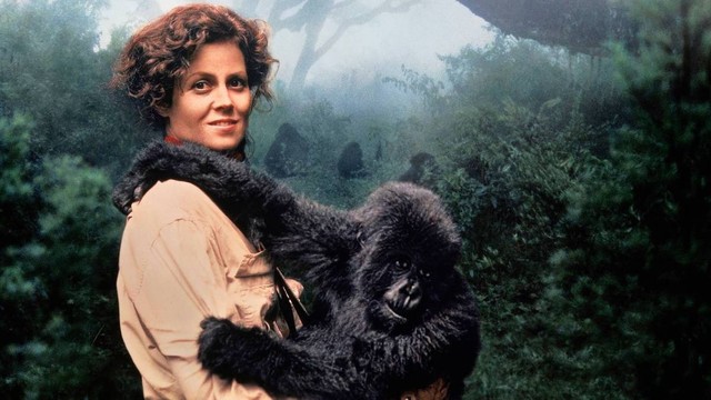 Gorilla nella nebbia-La storia di Diane Fossey