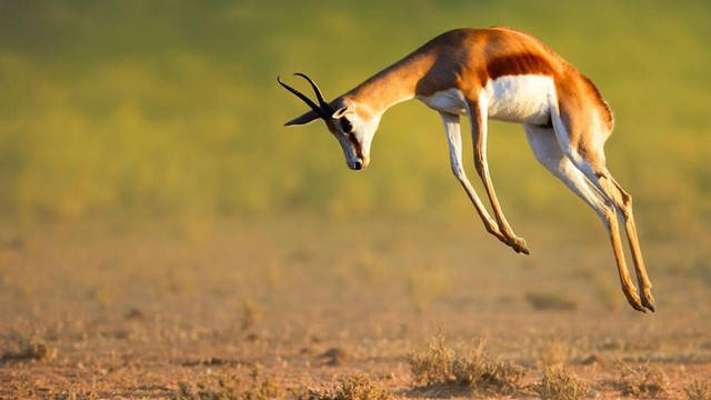 I grandi ballerini della natura
