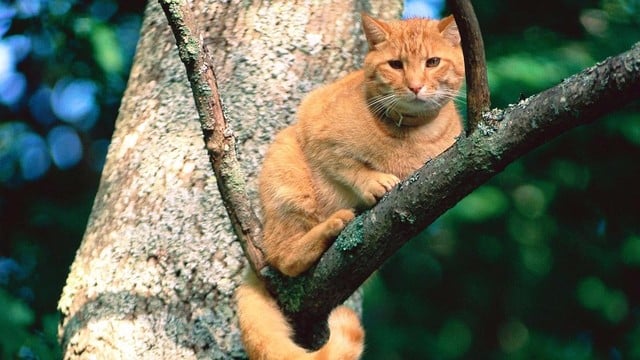 Il mio gatto è in cima all'albero!