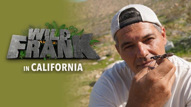 Wild Frank in California