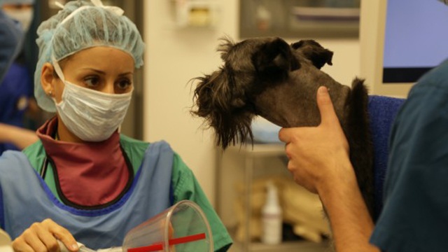 Veterinari in prima linea