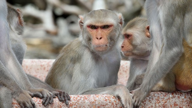 Natural Born Rebels: Ribelli per natura