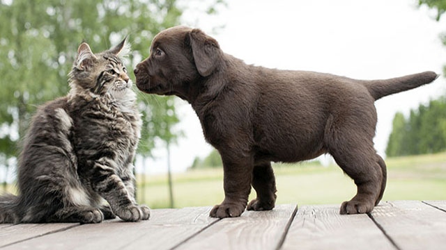 Gatti contro cani