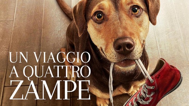 Un viaggio a quattro zampe
