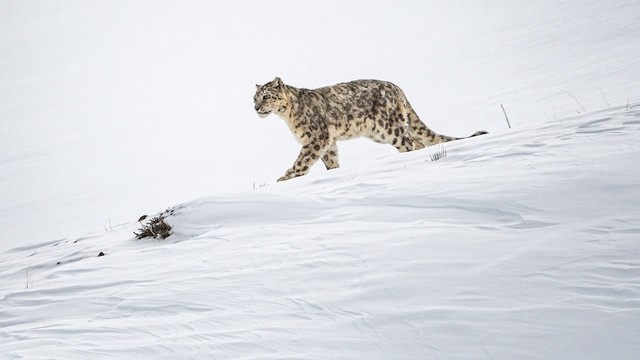 Il leopardo delle nevi