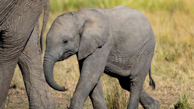 Baby animals - Il primo anno sulla terra