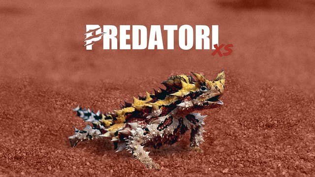 Predatori XS