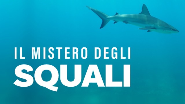 Il mistero degli squali