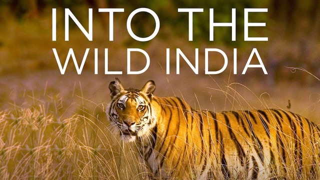 Into the wild: India