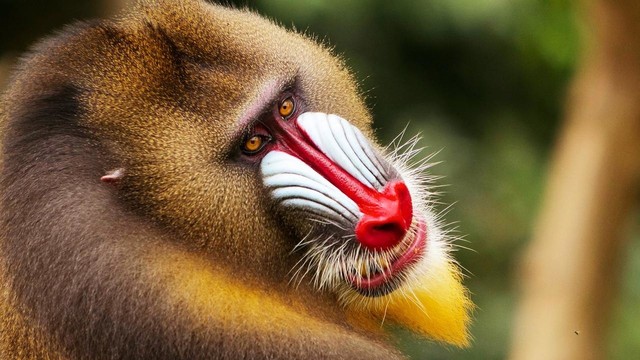 Il pianeta delle scimmie - La vera storia