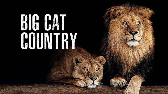Big Cat Country