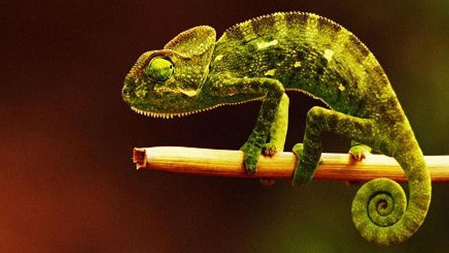 Animali in miniatura