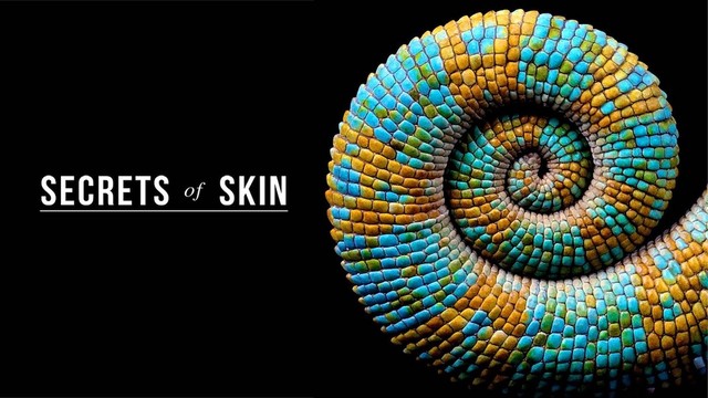 Secrets of skin