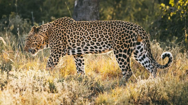 Pridelands: la rinascita della natura