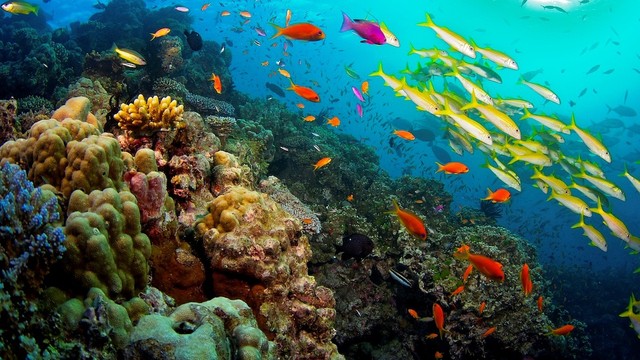 La grande barriera corallina - Il miracolo della natura