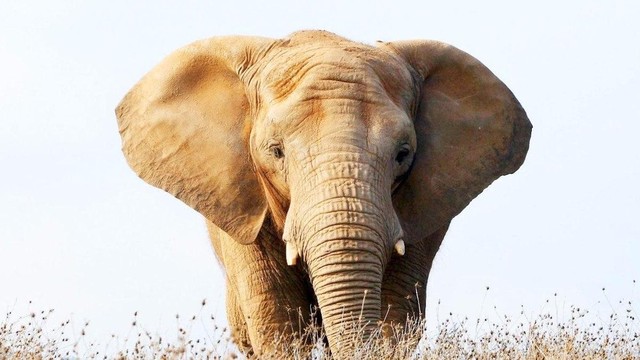 Elefanti - Una specie da salvare