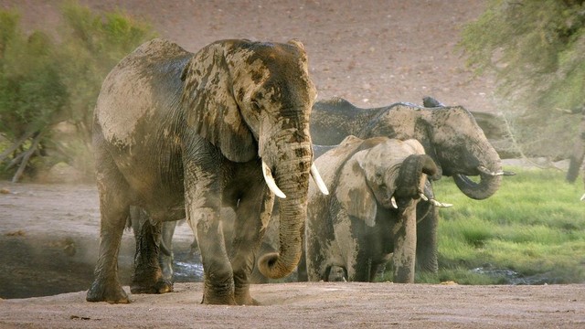 Il racconto del grande elefante