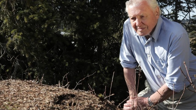 David Attenborough - Alla scoperta delle formiche