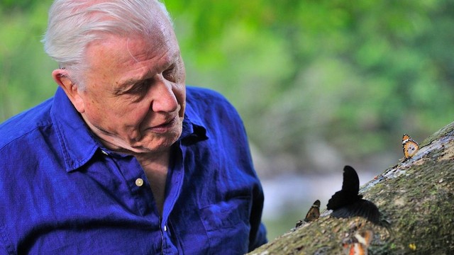 David Attenborough - Alla conquista del cielo