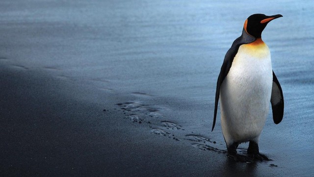 David Attenborough - Il pinguino reale