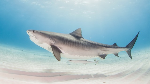 L'invasione dello squalo tigre