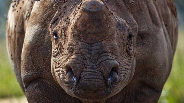 Gli ultimi rinoceronti