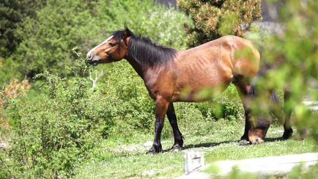 I cavalli selvaggi dell'Aveto