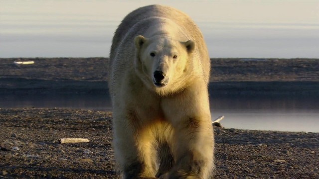 Gli animali più grandi del pianeta
